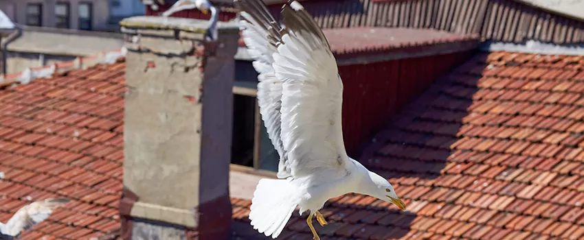 Residential Chimney Animal Removal Solution in Cockeysville, MD