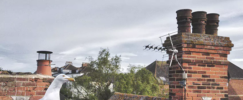 Chimney Cleaning And Restoration in Cockeysville, Maryland